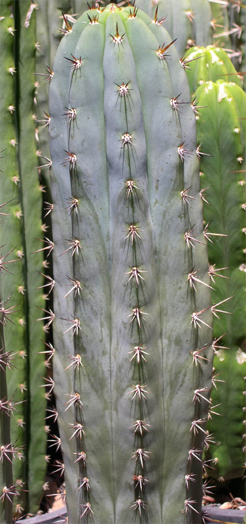 seed grown as 'pachanoi'