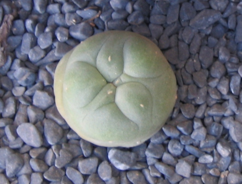 L. diffusa