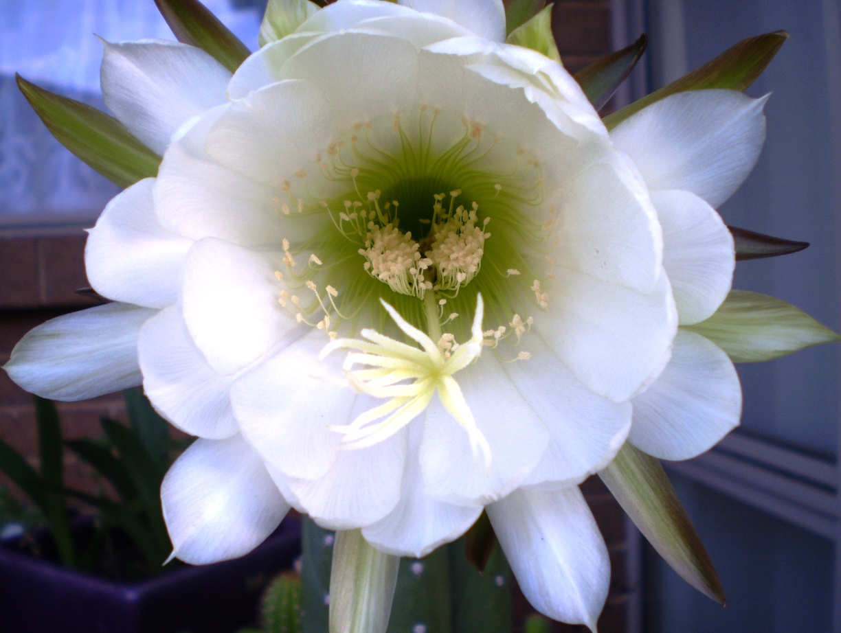 trico flowering