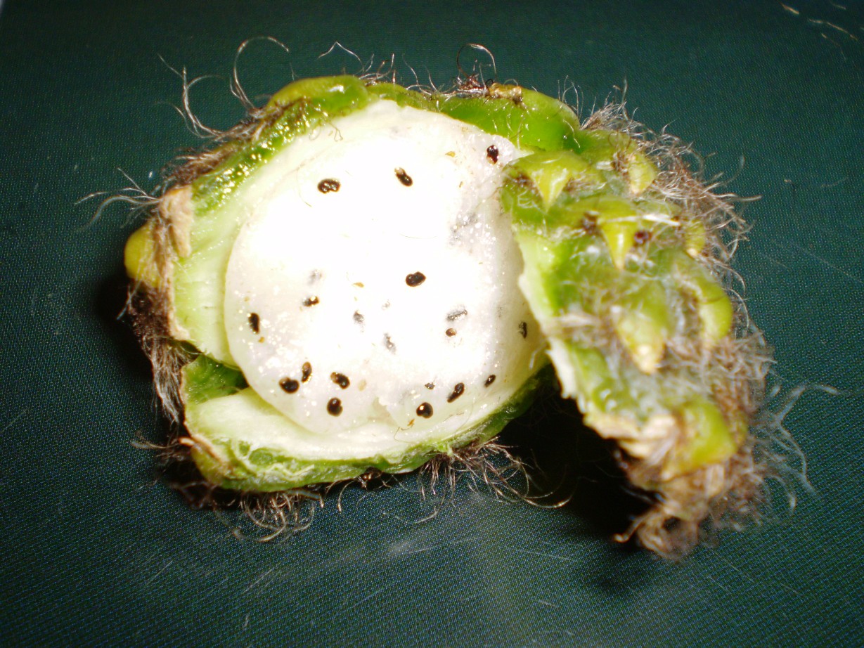 t. fruit