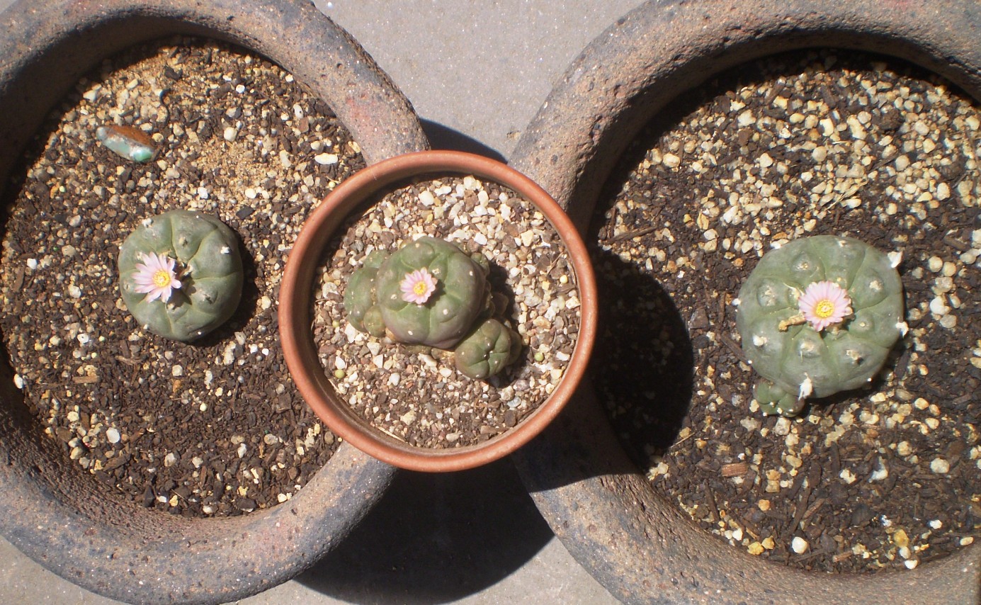 lophs flowering