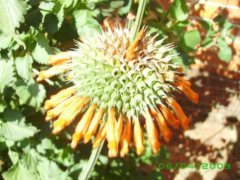 L.Nepetifolia,Close Up2