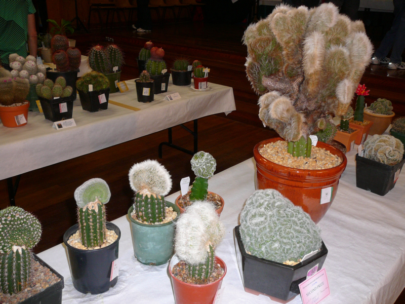 Ryde Cactus Show