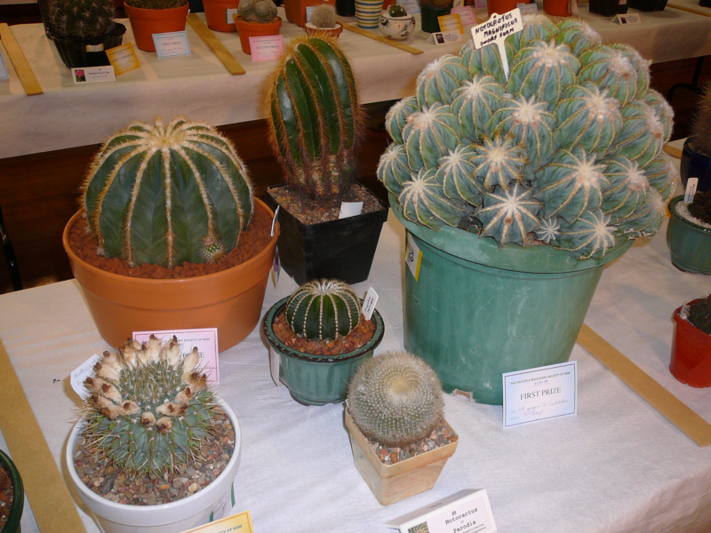 Ryde Cactus Show