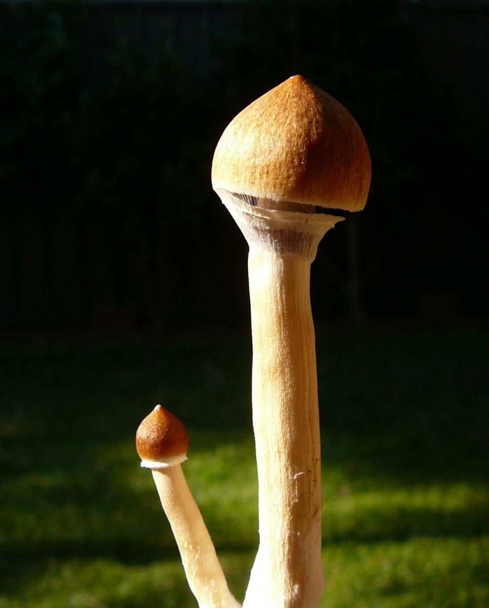 Psilocybe Cubensis