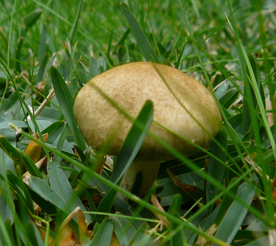 Mushroom ID View1...