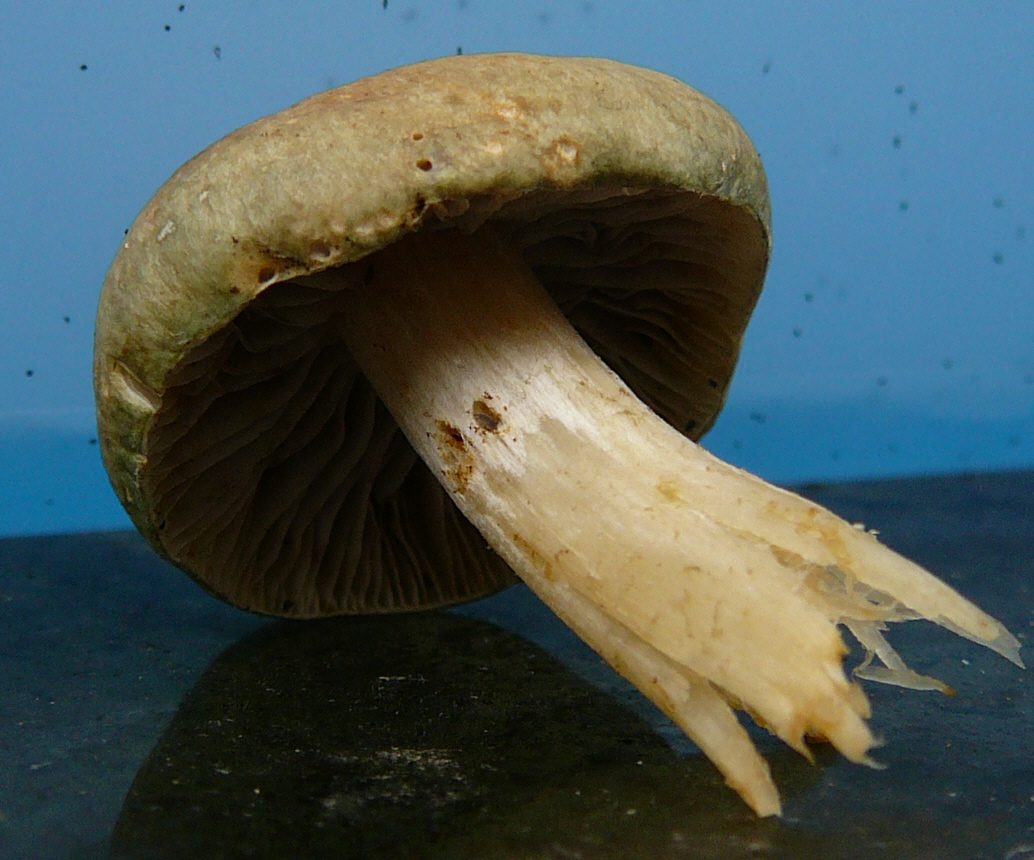 Mushroom ID View2...