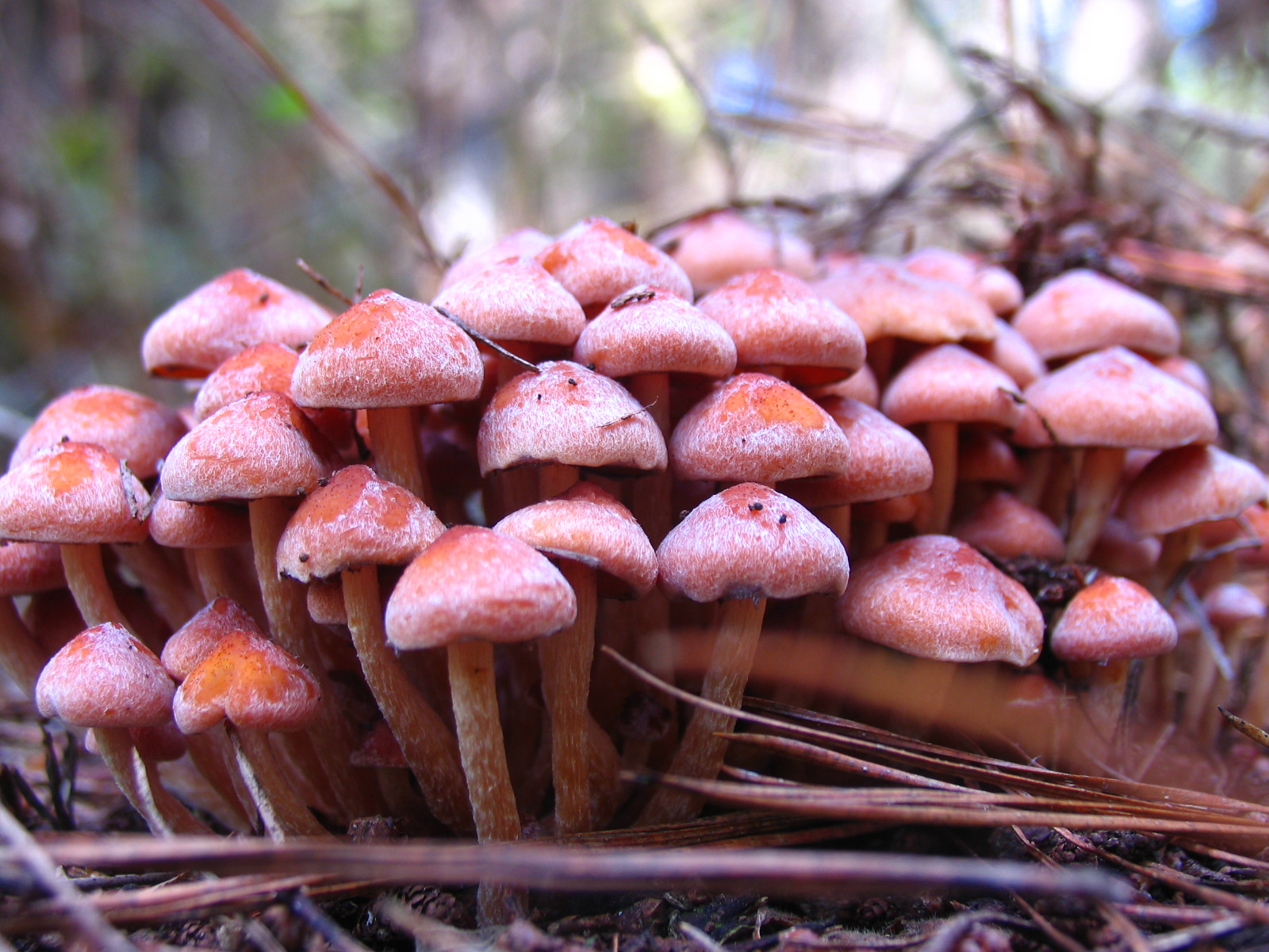 Orange shrooms...