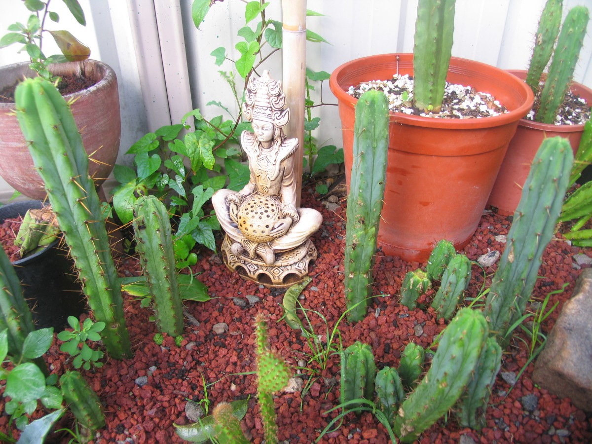 Bridgesii corner