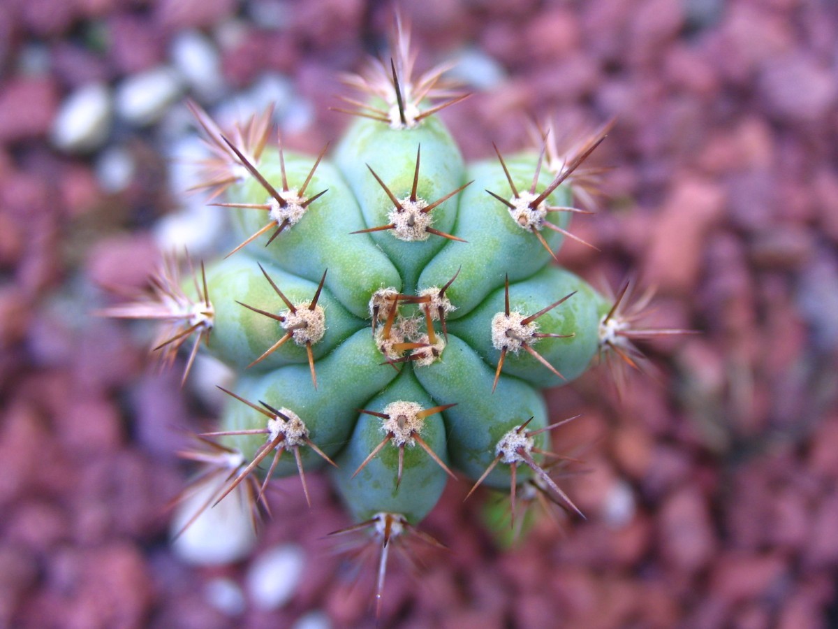 Macrogonus seedling