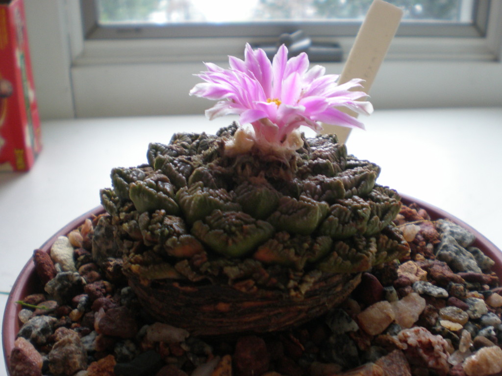 Ariocarpus fissuratus (Pink Flower)
