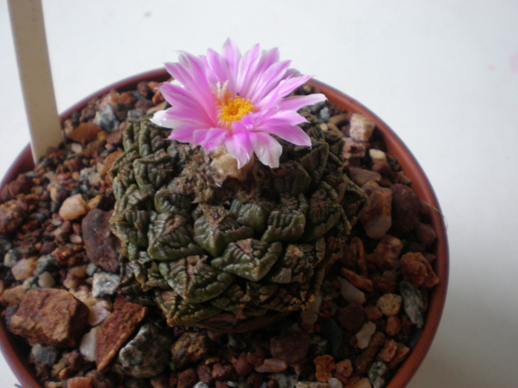 Ariocarpus fissuratus (Pink Flower)