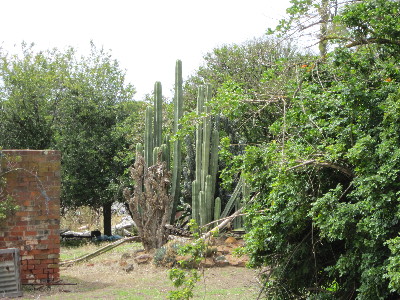cactus farm 1