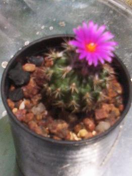 Turbinicarpus viereckii.JPG