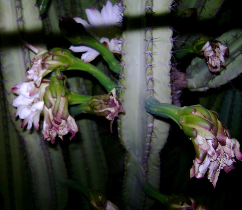 Cereus with wilted flowers