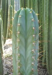 "T pachanoi" Capital cactus