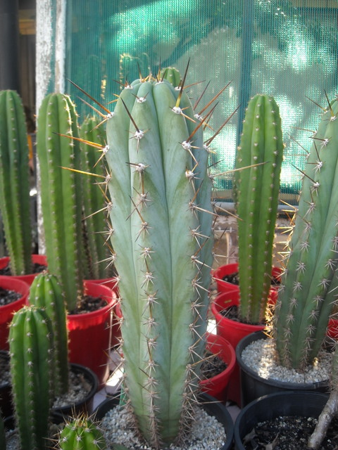 More information about "seed sold as T pachanoi."