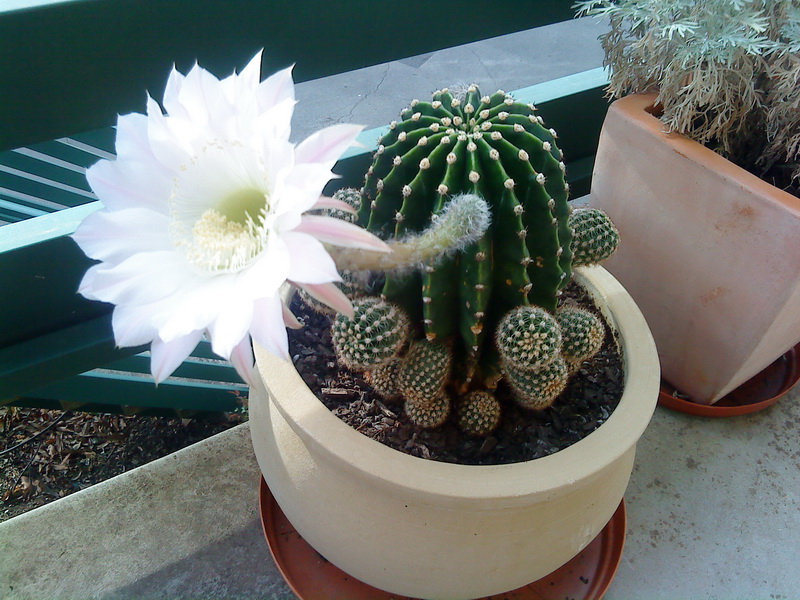 Cactus Flowering
