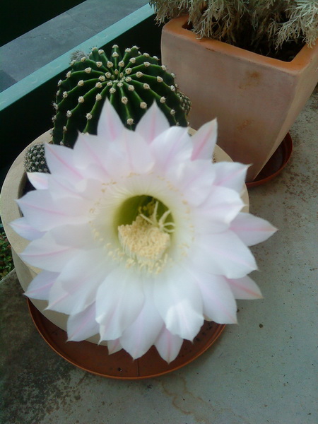 Cactus Flowering