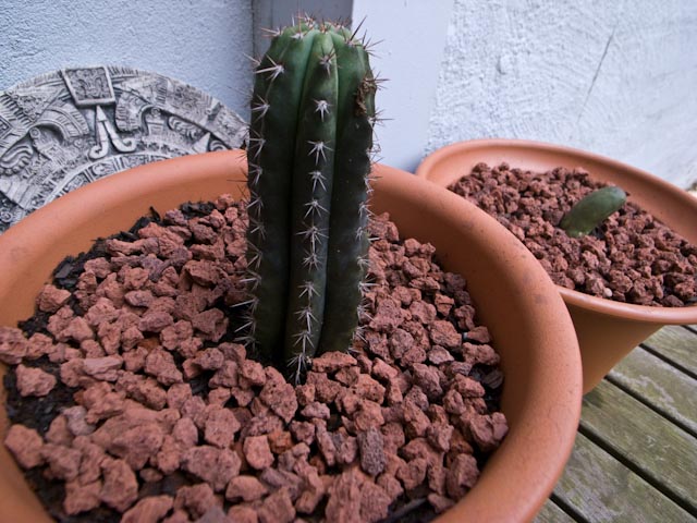1st Cacti