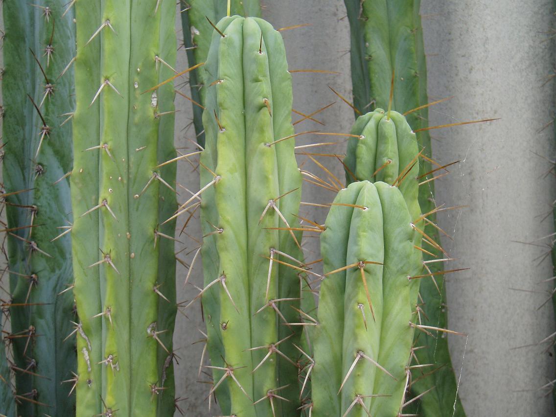 Seed grown bridgesii