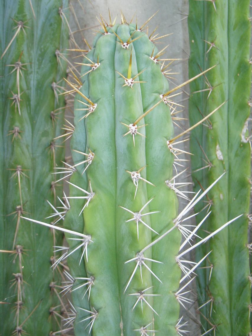 Seed grown Peruvianus