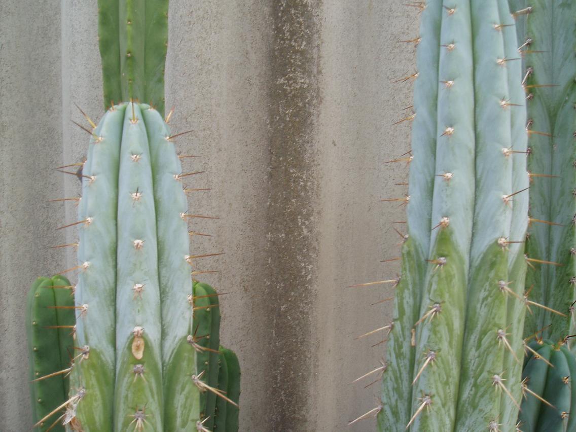 Macro? from most recent trade day