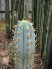 "T pachanoi" Capital cactus