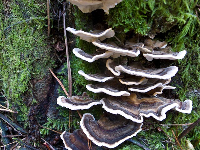 Trametes sp