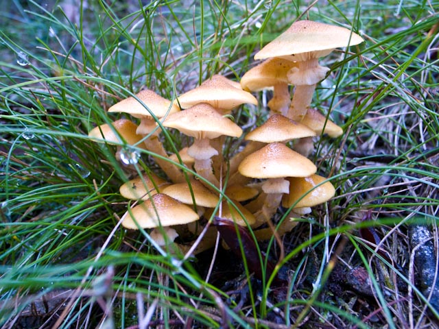 Armillaria luteobubalina