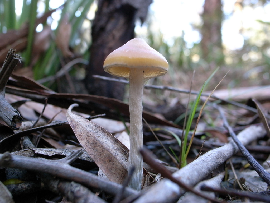 Psilocybe subaeruginosa