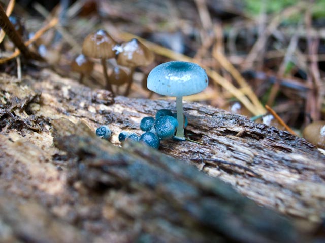 Mycena interrupta