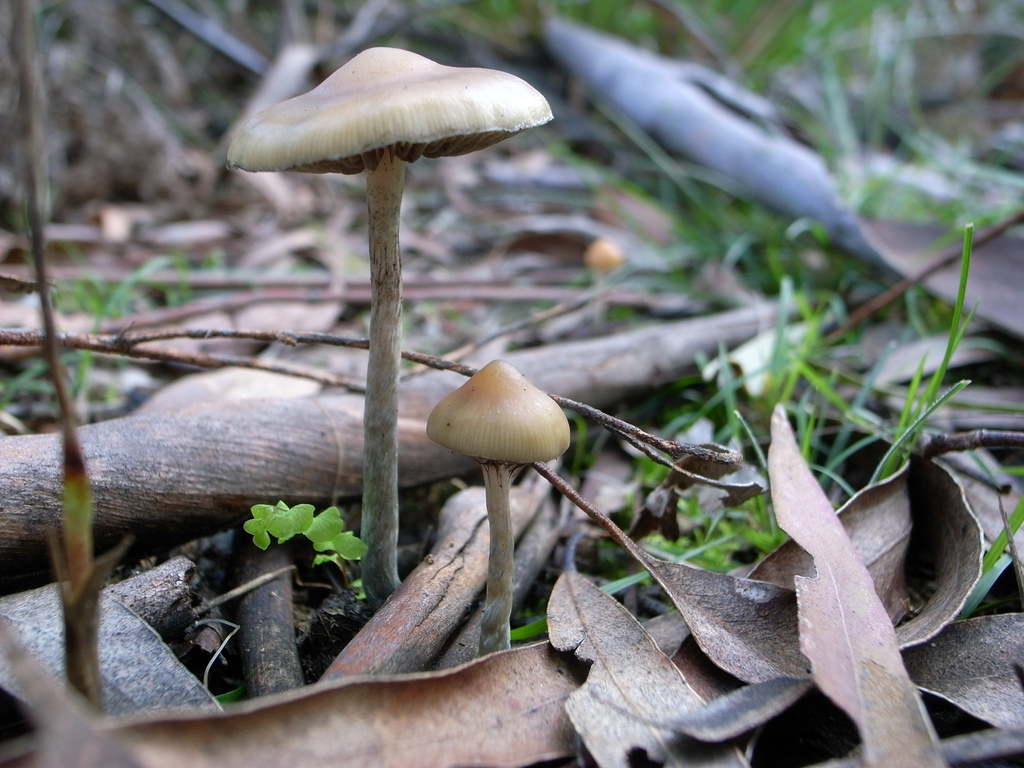 Psilocybe subaeruginosa