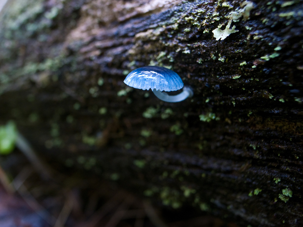 Mycena interrupta