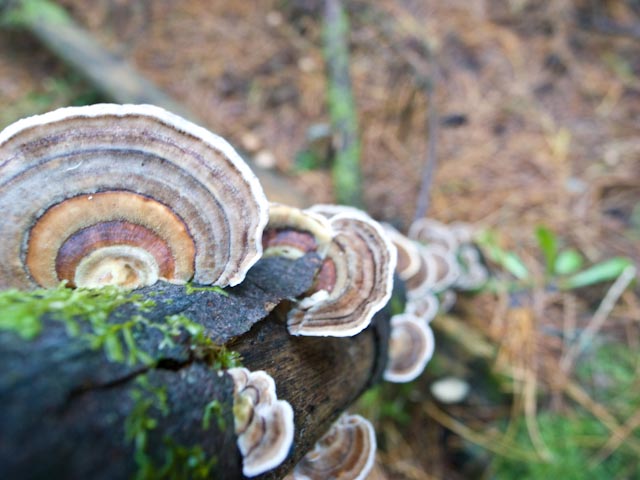 Trametes versicolor