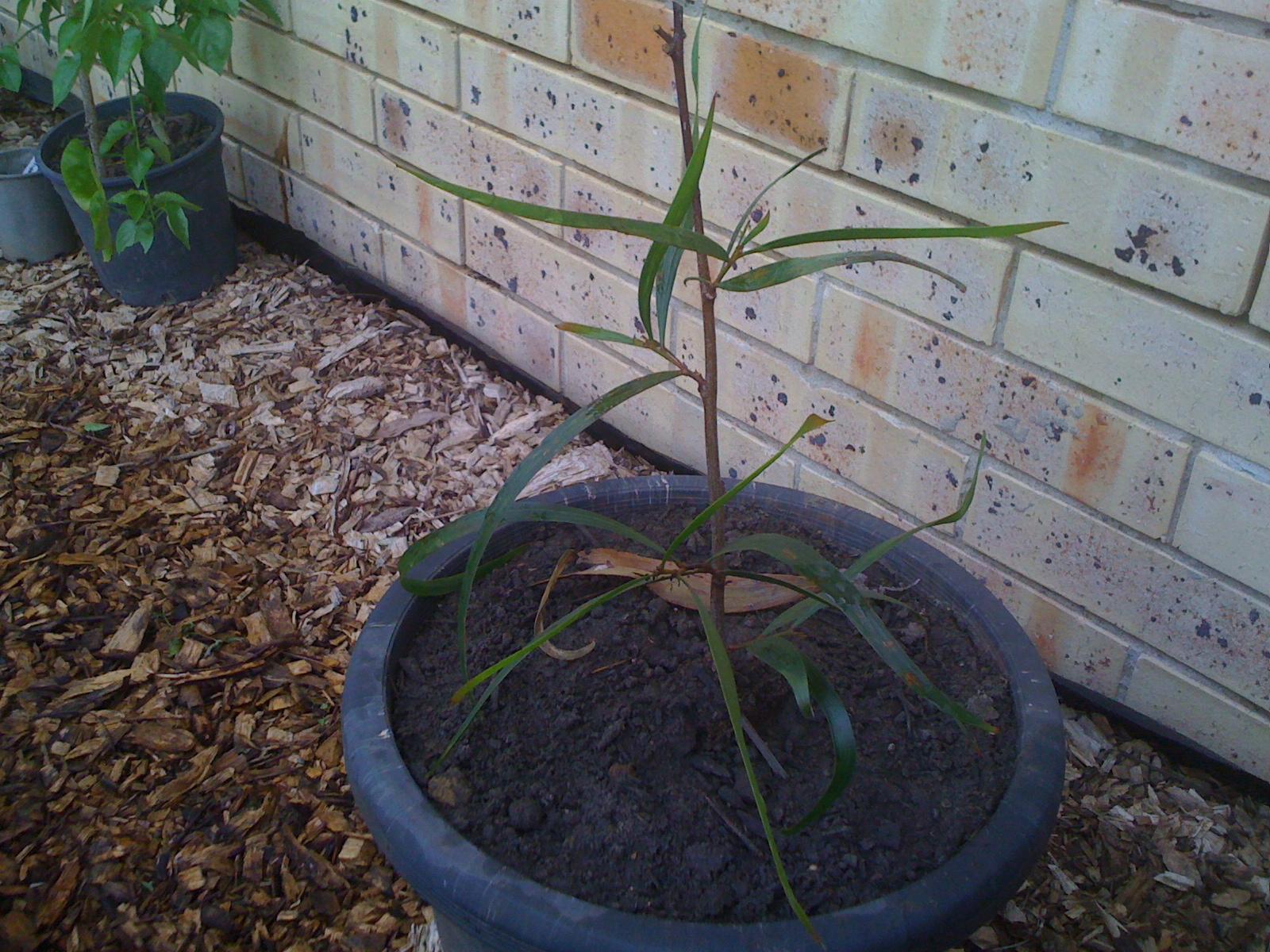 Acacia longifolia