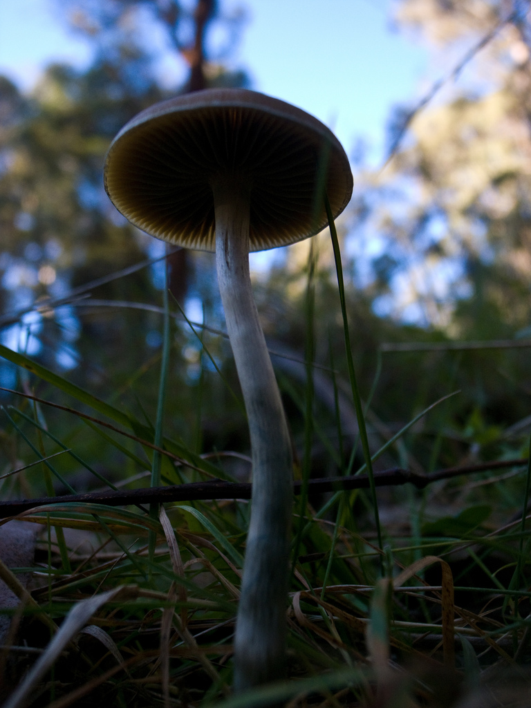 Psilocybe subaeruginosa