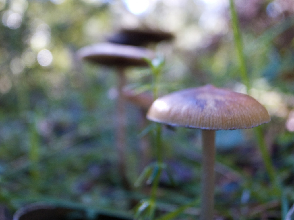 Psilocybe subaeruginosa