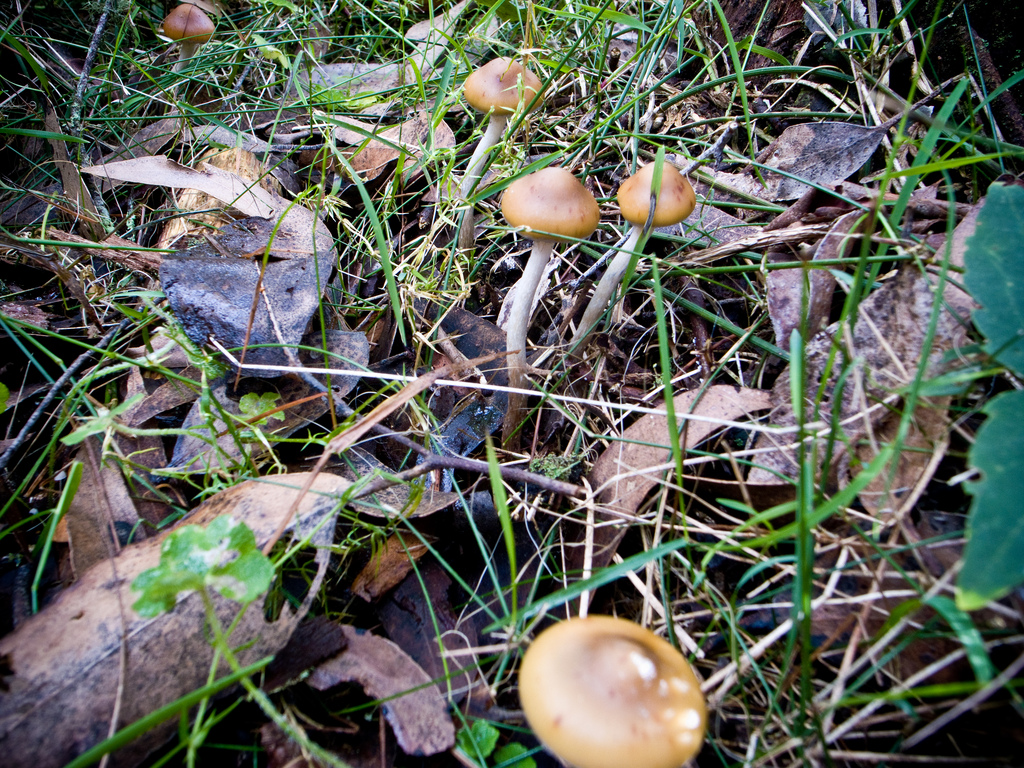 Psilocybe subaeruginosa