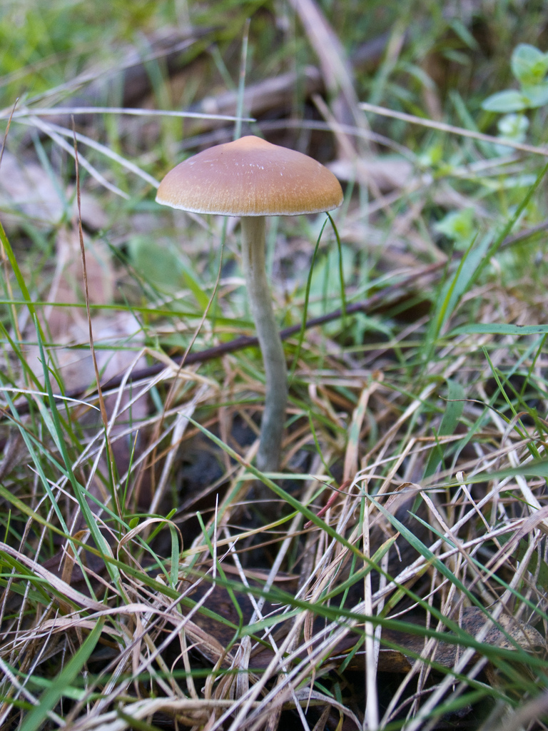 Psilocybe subaeruginosa