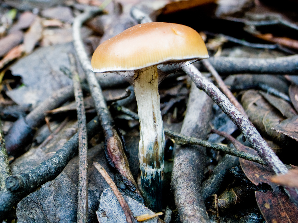 Psilocybe subaeruginosa