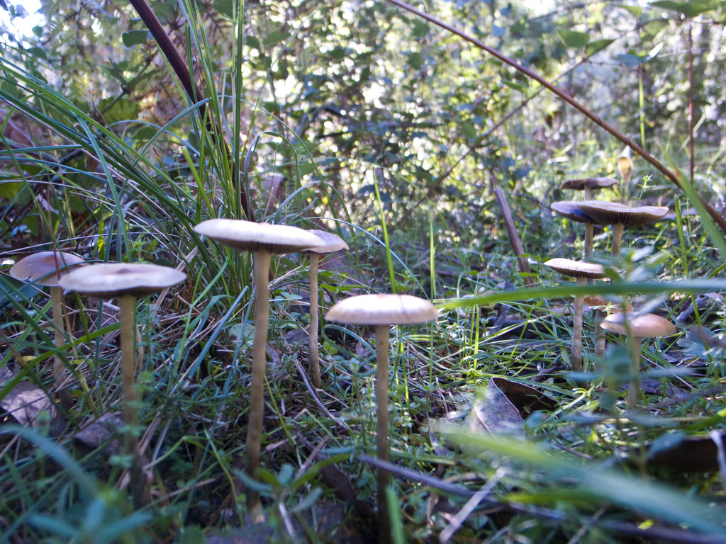 Psilocybe subaeruginosa