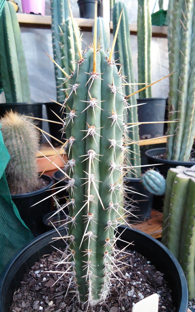 Trichocereus glaucus