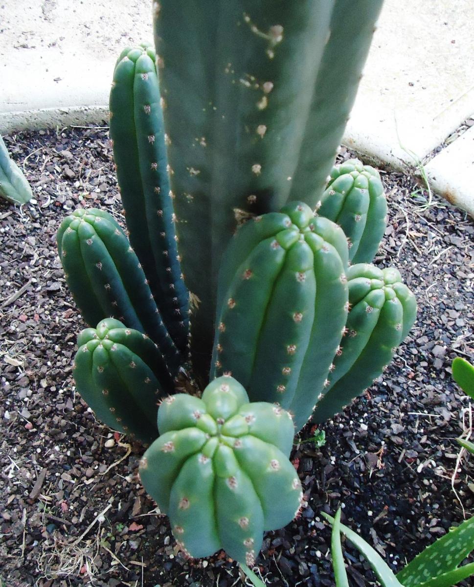 Trichocereus