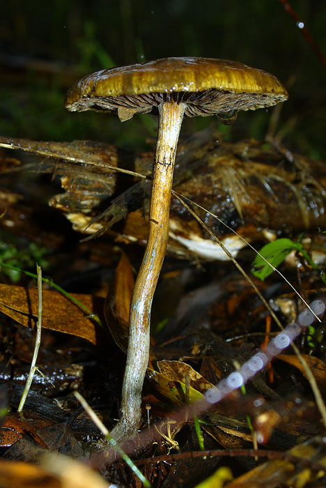 Psilocybe subaeruginosa