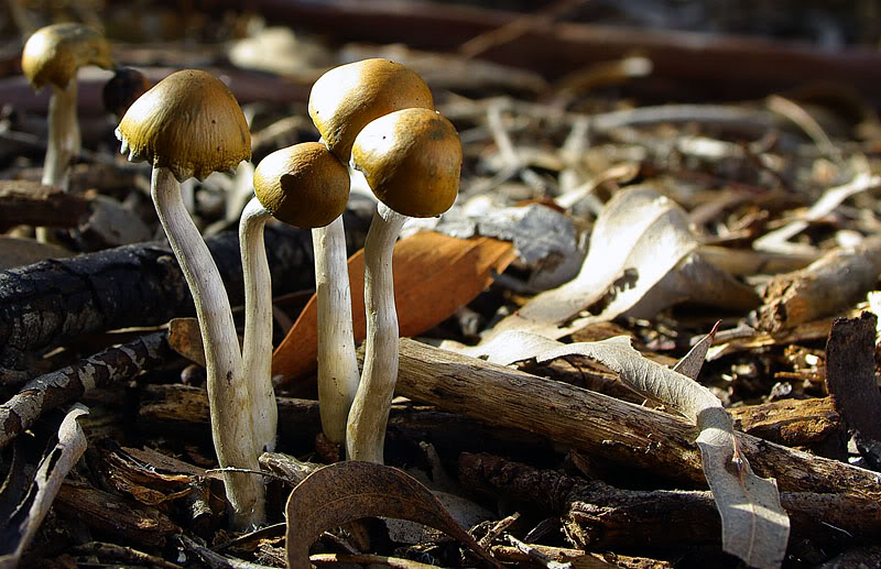 Psilocybe subaeruginosa