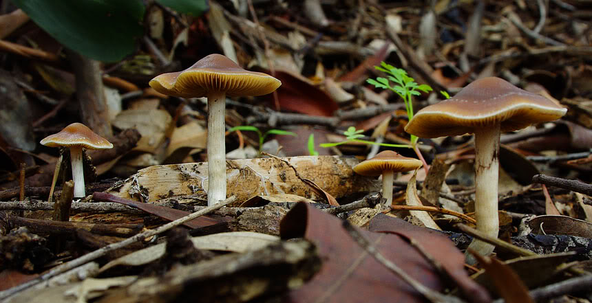 Psilocybe subaeruginosa