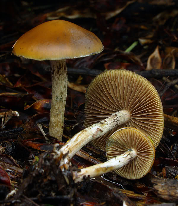 Psilocybe subaeruginosa