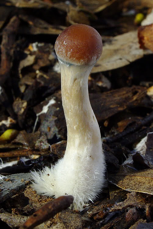 Psilocybe subaeruginosa