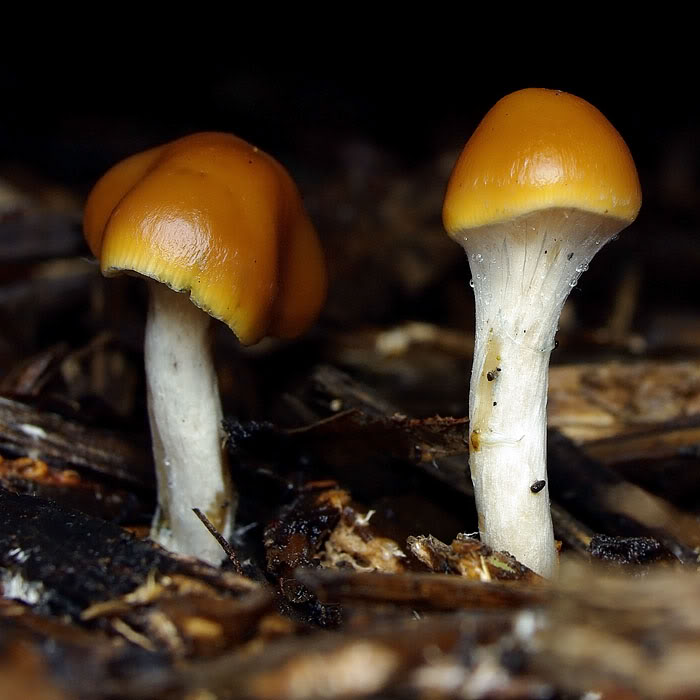 Psilocybe subaeruginosa